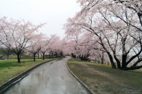 この間のグルメ王の朝の落合公園