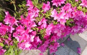 つつじの花が