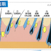 メンズ脱毛サロンBeaRの脱毛法がなぜ効果的なのか②